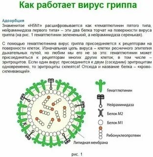 В чем состоит принцип вируса