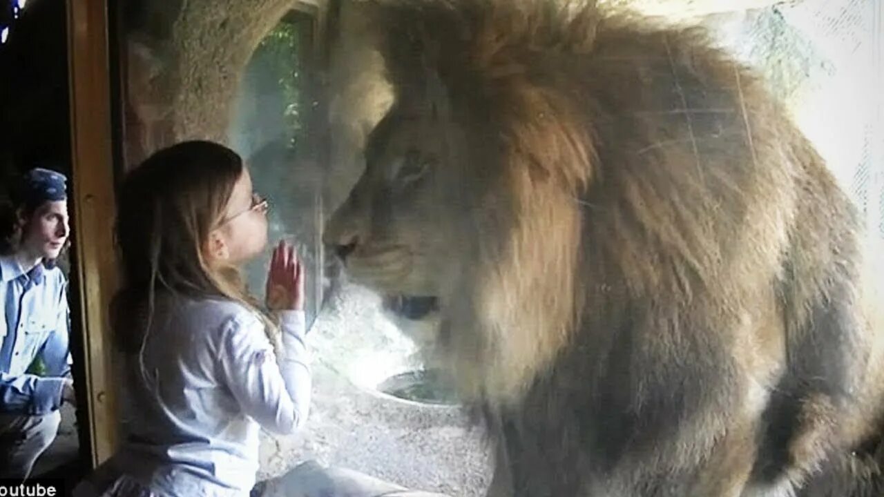 Дикие животные нападают на людей. Девочка и Лев в зоопарке. Нападения животных на людей снятые на камеру. Обезьяна в зоопарке за стеклом.