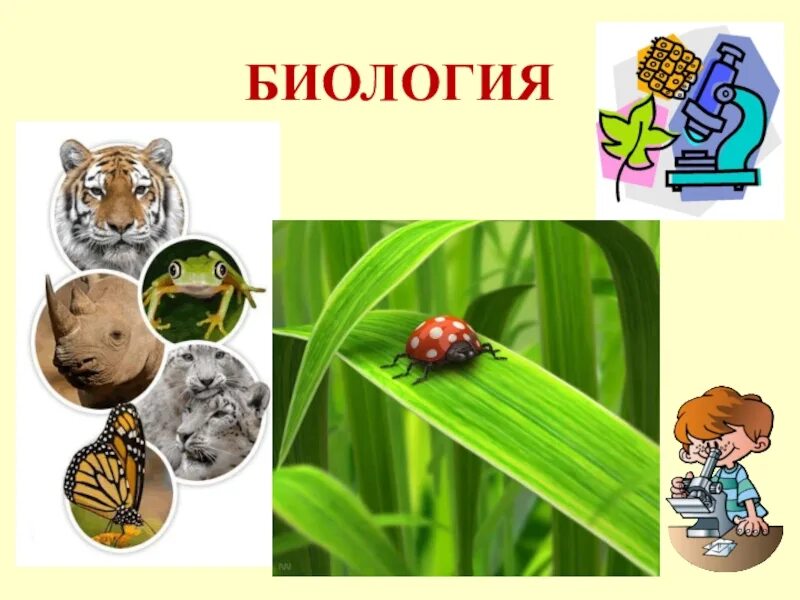 Презентация по биологии. Биология наука о жизни. Образец презентации по биологии. Наука о живой природе. Биология наука о живой природе 5 класс.