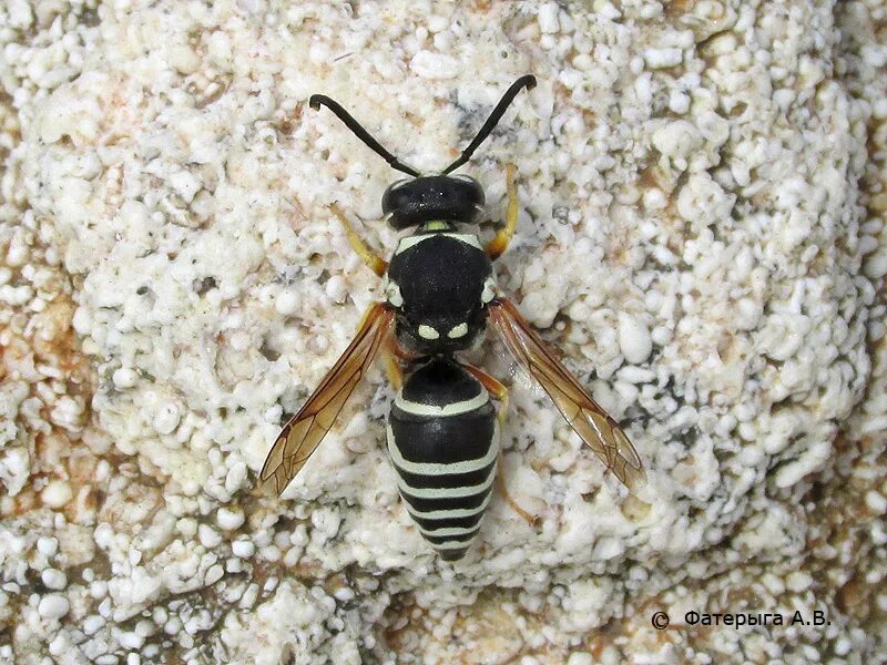 Оса с желтыми усами. Черное насекомое похожее на осу. Dolichovespula maculata. Оса с белыми полосками. Monobia quadridens.
