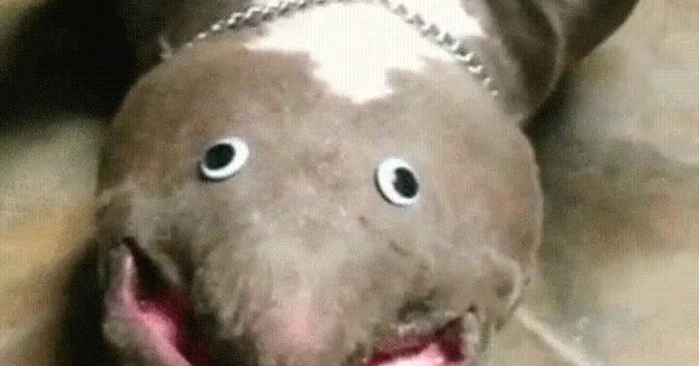 Лев с синдромом дауна