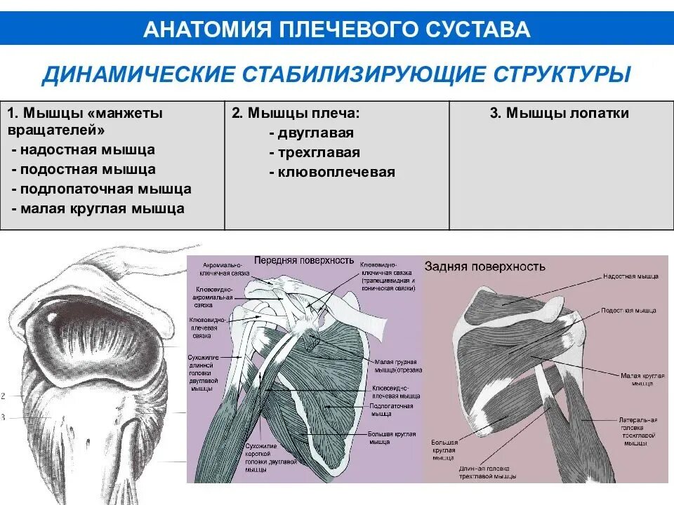 Анатомия плечевого сустава. Мышцы и связки плечевого сустава спереди. Плечевой сустав строение анатомия мышцы связки. Плечевой сустав вид спереди. Связки плечевого сустава топографическая анатомия.