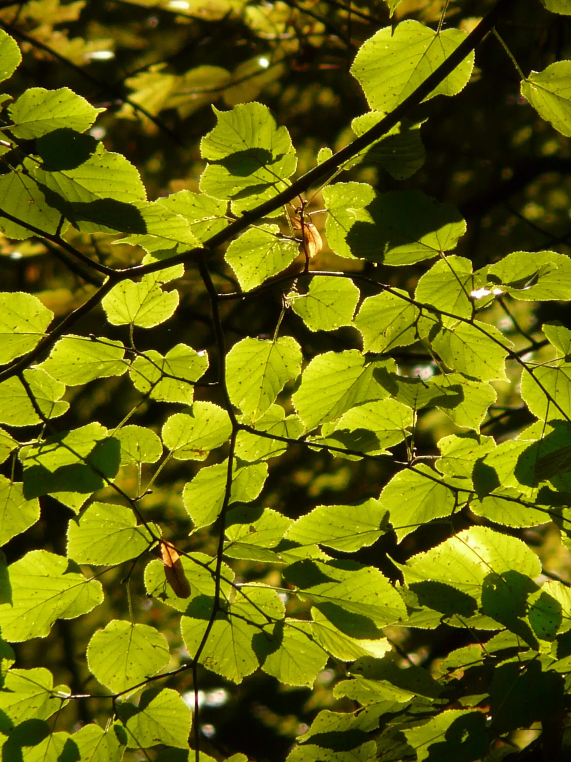 Лист куста. Листья кустарников. Дерево зеленое. Куст с салатовой листвой. Leaves on the back