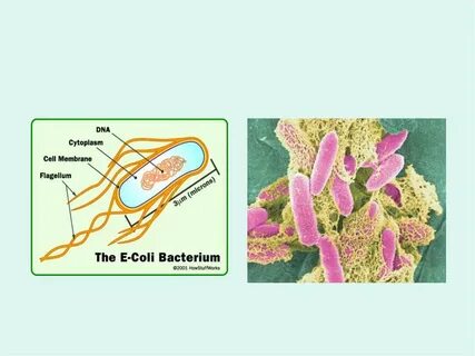 Enterobacteriaceae spp