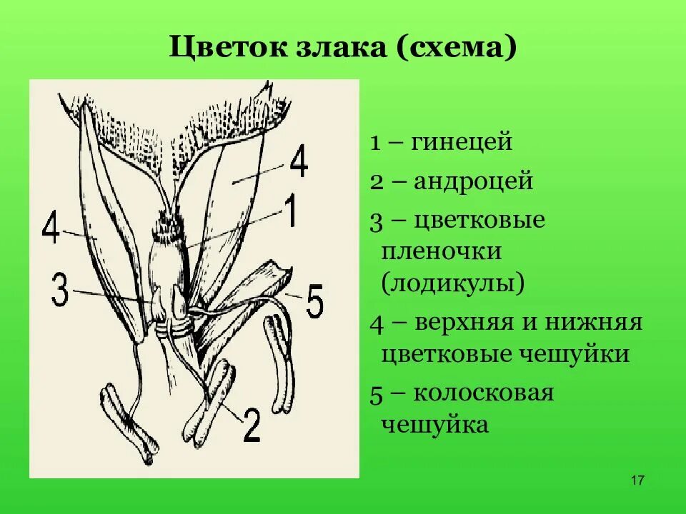 Семейство злаковые строение. Злаки Мятликовые строение цветка. Строение цветка злаковых растений. Семейство злаки схема строения цветка. Генеративные органы овса