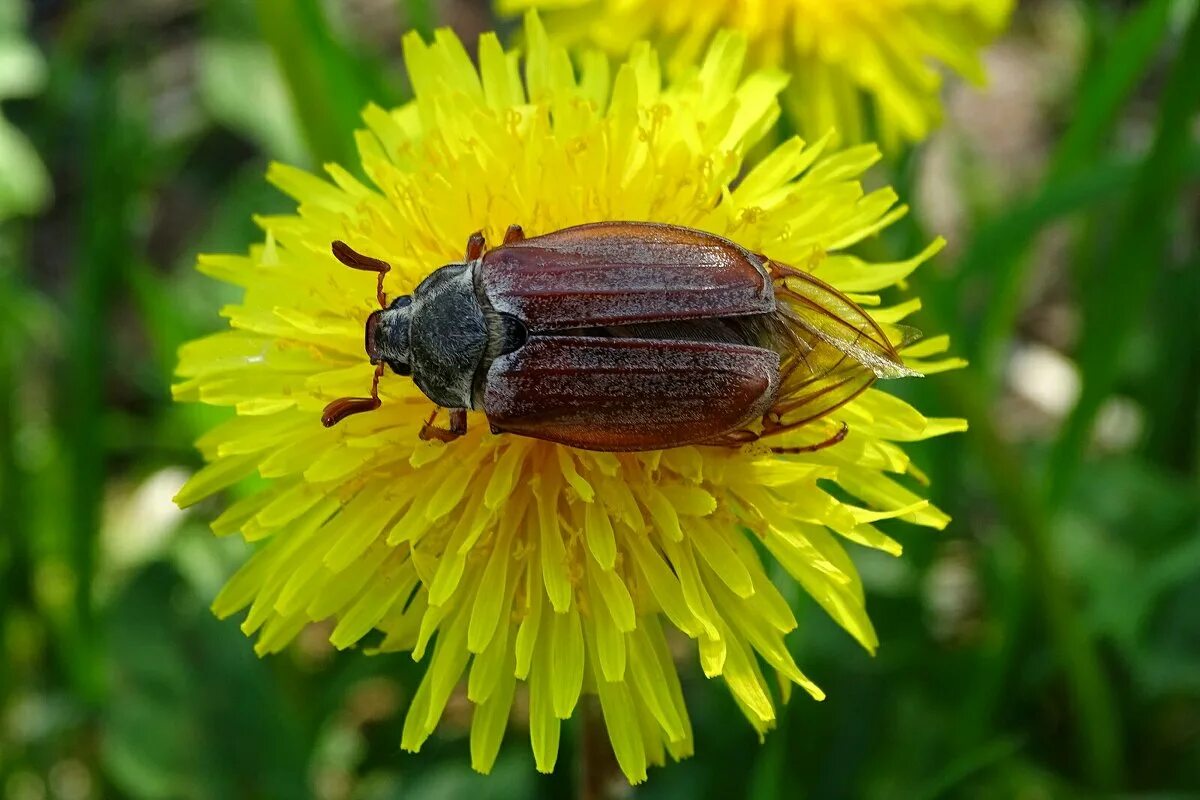 майский жук на одуванчике. жук присел на одуванчик. майский жук на одуванчике. жук сидит на одуванчике. жук присел на одуванчик.