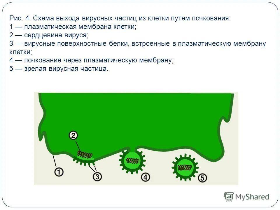выход вируса из клетки путем почкования. выход вирусных частиц из клетки. способы выхода вируса из клетки. выход вируса из клетки. типы выхода вируса из клетки.