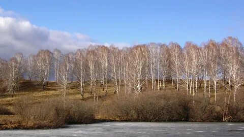 Поздней осенью как известно появляются стайки