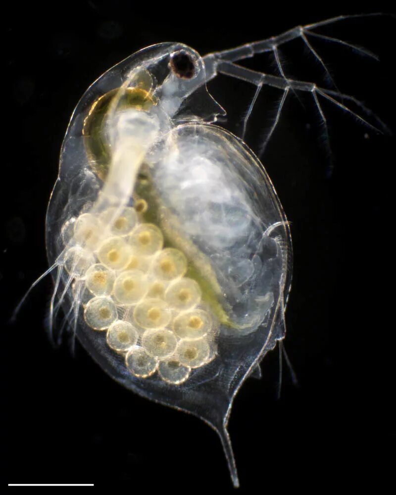 Низшее ракообразные дафнии. Дафния ракообразные. Отряды ракообразных дафния. Дафния представитель. Ракообразные низшие дафнии и циклопы.