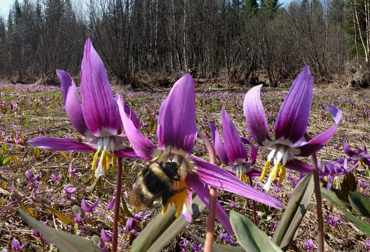 Сибирские первоцветы Кандык. Кандык Сибирский ( Erythronium sibiricum).. Кандык Сибирский подснежники. Весенние первоцветы Кандык Сибирский. Какой цветок зацветает первый