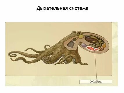 Выделительная система головоногих моллюсков