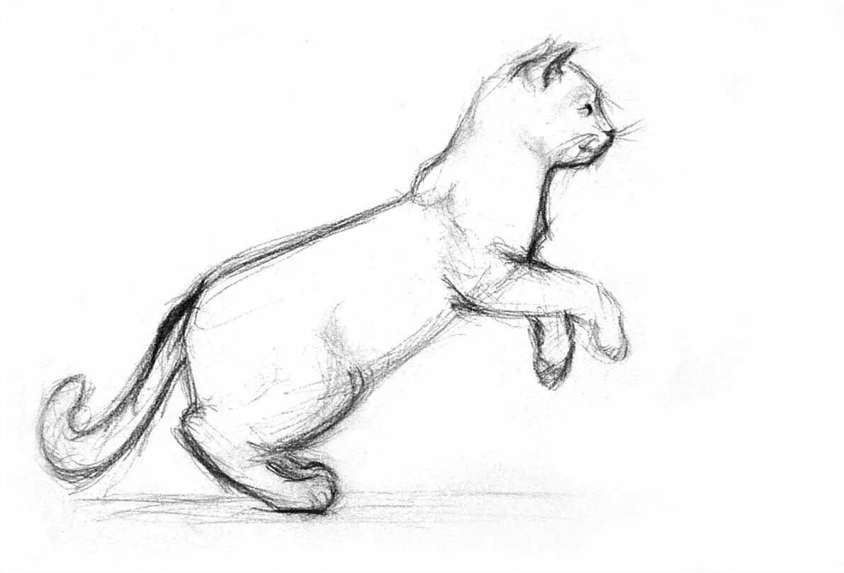 Как нарисовать стоящего котика
