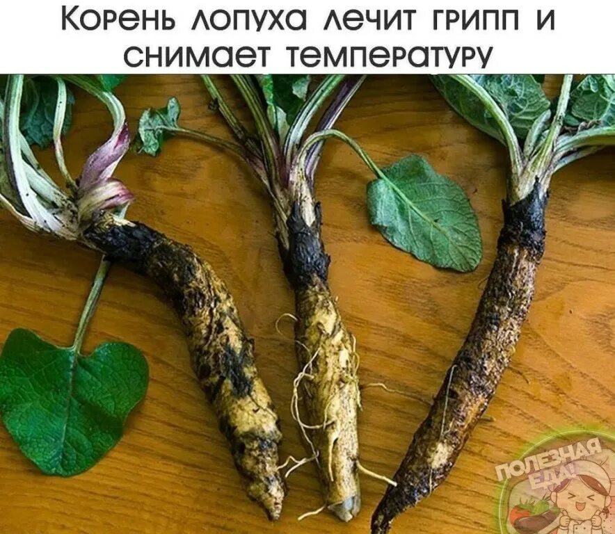 Корень лопуха трава. Корень репея. Лопух корень. Корень лопуха какой лучше. Корень лопуха фото.