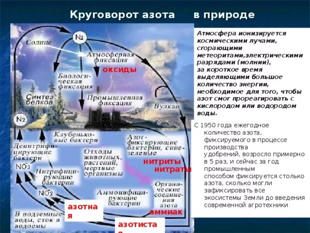 Высказывание круговорот. Антропогенное влияние на круговорот азота. Влияние человека на круговорот веществ. Круговорот людей в природе. Круговорот азота в биосфере.