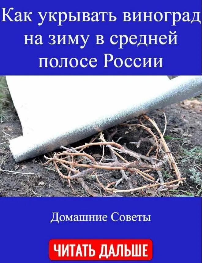 Как укрыть человека по фактам. Как укрыть виноград. Как укрывать виноград на зиму в средней полосе. Как укрыть человека. Как можно урыть по фактам.