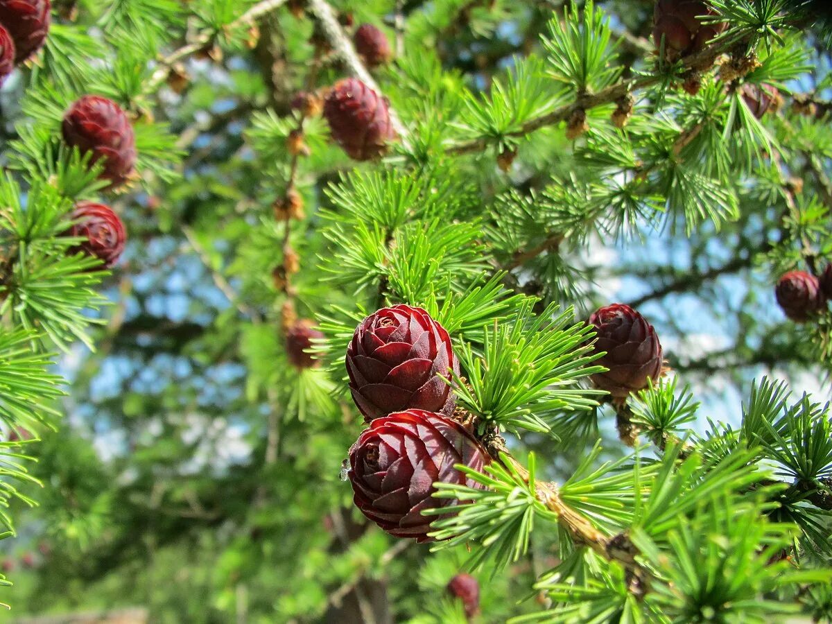 Лиственница Сибирская Larix sibirica. Лиственница Larix decidua. Лиственница Гмелина Даурская. Лиственница Даурская шишки.