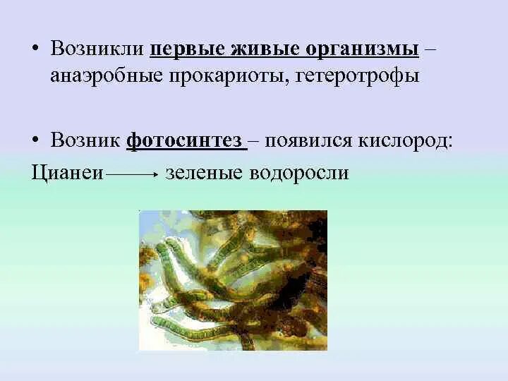 Когда возник первый живой организм. Гетеротрофные прокариоты морей и океанов. Прокариоты гетеротрофы. Бактерии прокариоты. Первые живые организмы.