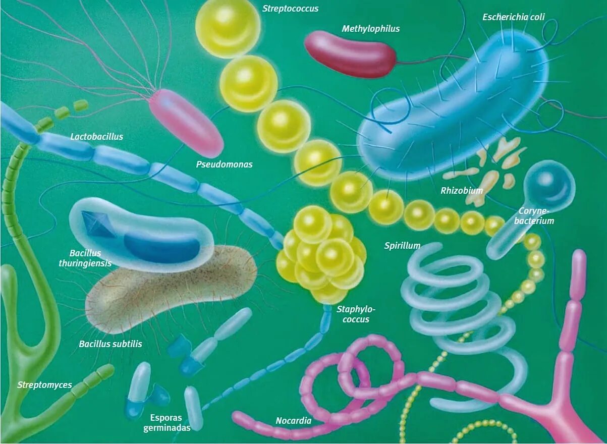 SPP бактерии. Salinibacter ruber бактерия. ДНК bacteria (Кол). Бактерии Stella.