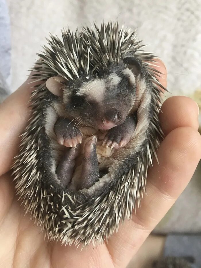 Еж это хищник. Ежик хищник. Ежи хищники. Еж хищник. Ежик хищник.