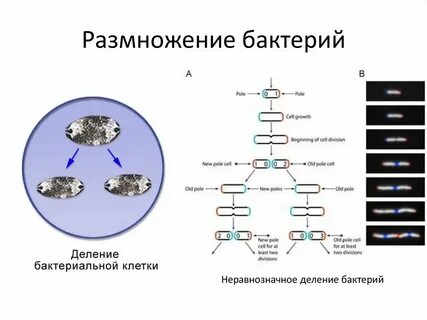 Рост и размножение