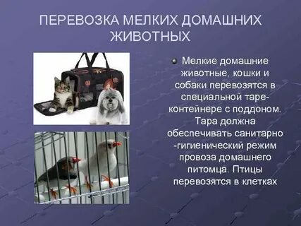 Провоз животных в поезде