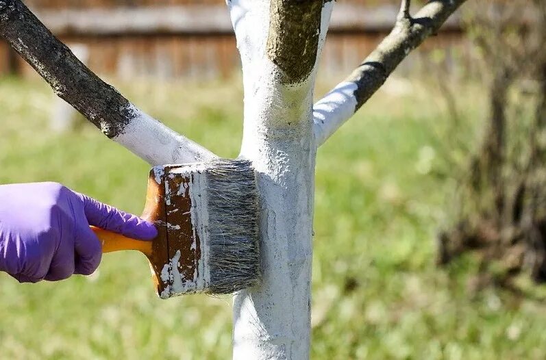 Чем можно побелить деревья. Весенняя побелка плодовых деревьев. Побелка штамбов деревьев. Декоративны побелка деревьев. Подготовка деревьев к зиме.