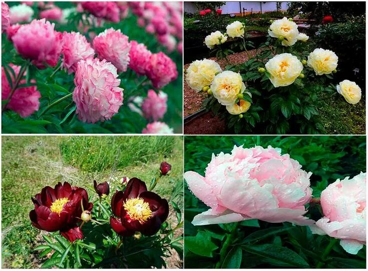 Саженцы пион Агродекор Pink Double AGRO1235 1 шт. - характеристики на Мегамаркет