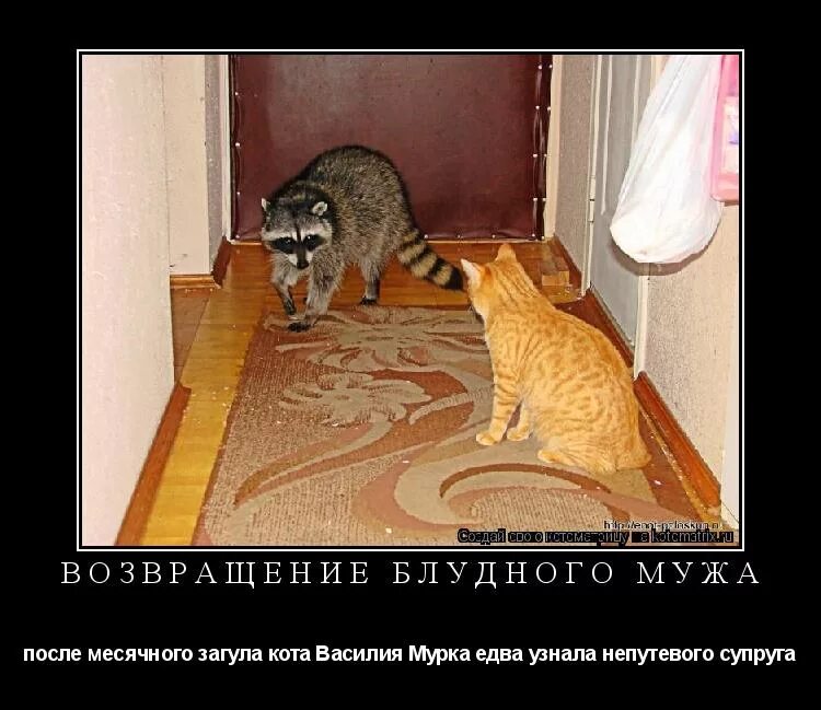 Возвращение блудного мужа. Возвращение блудного кота. возвращение блудного кошака.