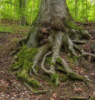 Корневая дуба
