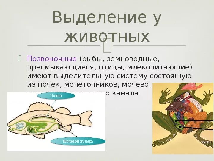 Презентация по биологии на тему "Выделение" (6 класс)