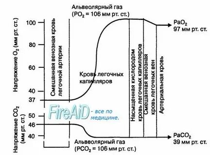 Диффузия кислорода и углекислого газа