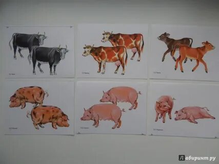 Развитие речи 1 младшая домашние животные