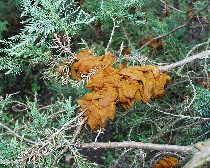 Ржавчина можжевельника. Gymnosporangium clavariiforme. Можжевельник казацкий ржавчина. Пузырчатая ржавчина можжевельника. Gymnosporangium sabinae на можжевельнике.