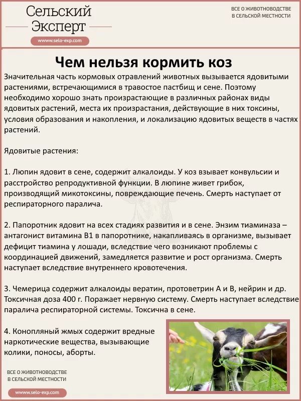 Что нельзя давать курам несушкам. Чем нельзя кормить кур несушек. Запрещенные продукты для собак список. Чем нельзя кормить кошек. Какие продукты нельзя давать собакам.