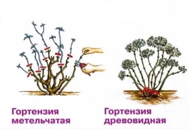 Схема обрезки гортензии метельчатой весной. Обрезка гортензии метельчатой. Схема обрезки гортензии метельчатой осенью. Формирование гортензии метельчатой весной.