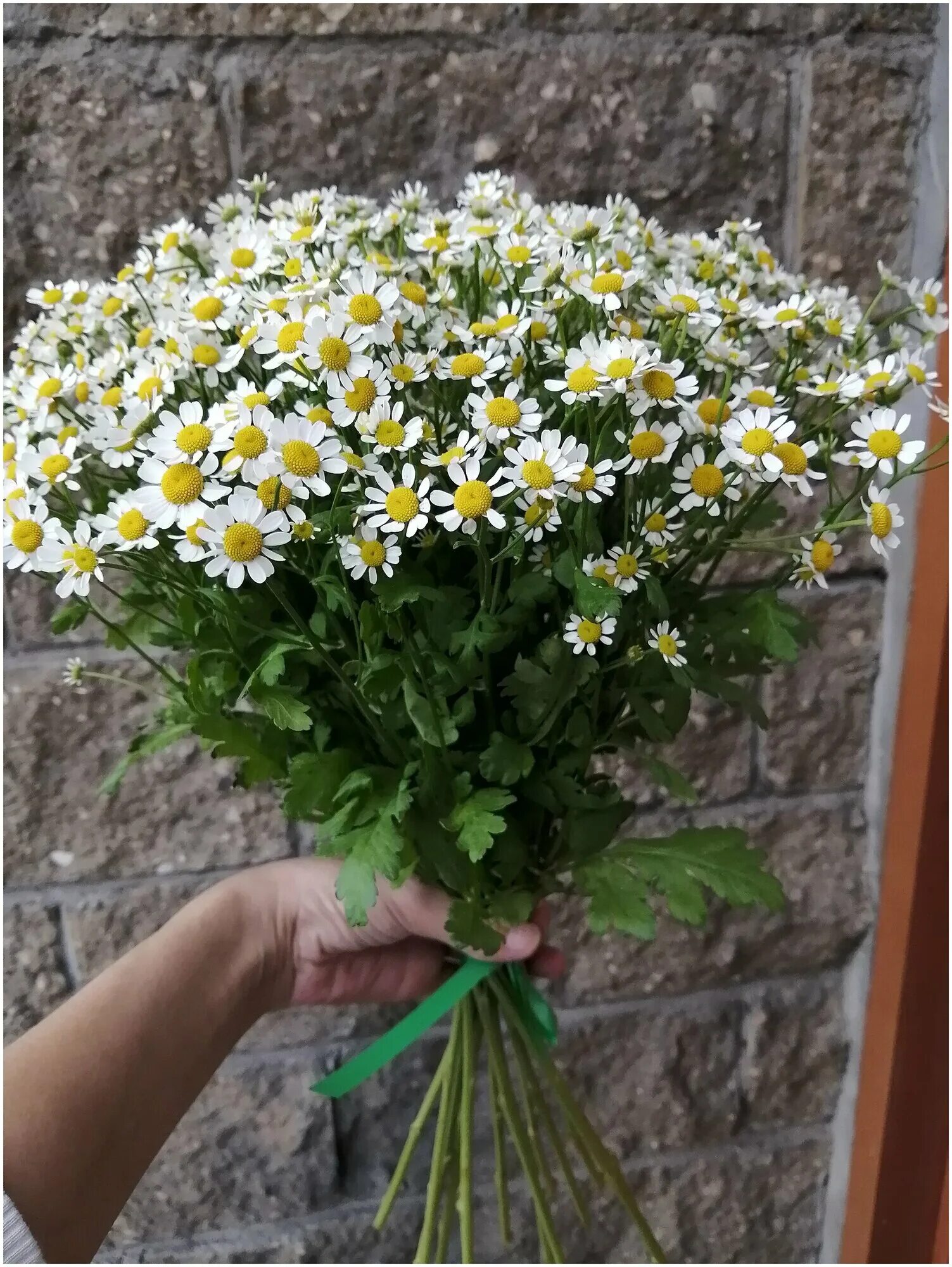Мелкая ромашка танацетум. Ромашки кустовые букет. Ромашки кустовые букет. Кустовые цветы для букетов. Букет кустовых оосвщек.
