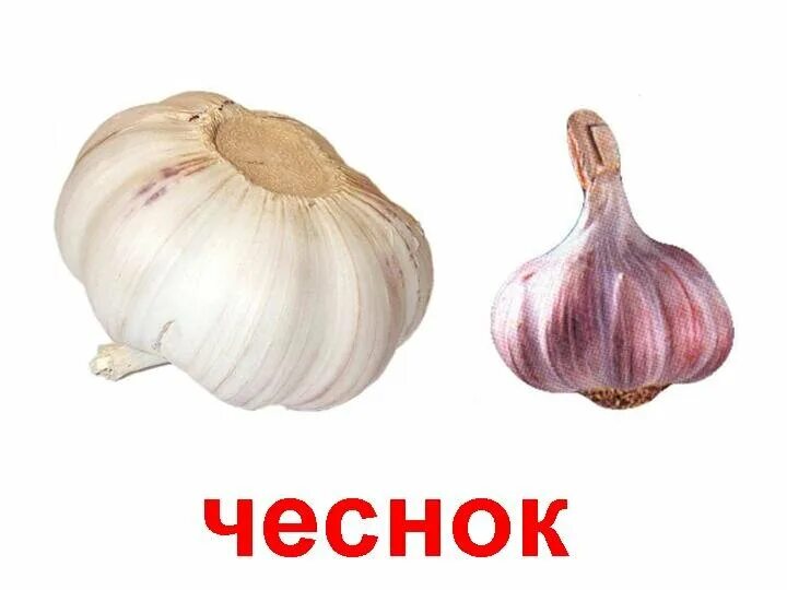 Как будет чеснок по английски. Чеснок. чеснок с надписью. карточка чеснок. карточки овощи чеснок.