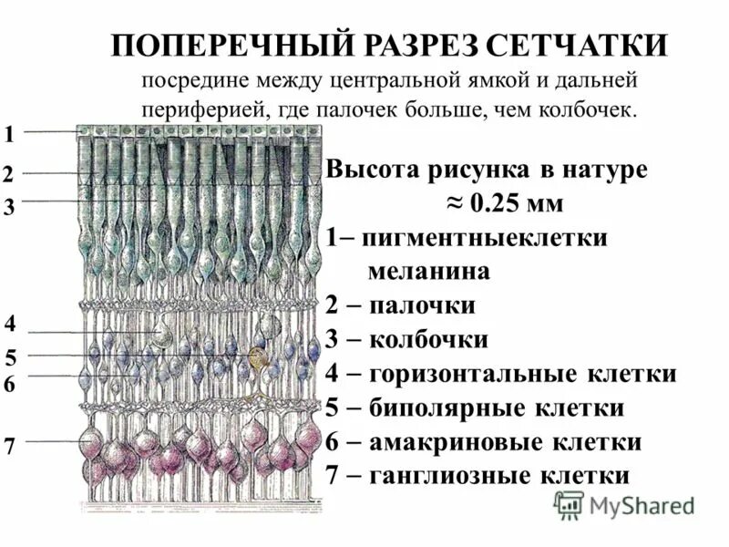 Слои сетчатки 10 слоев. Строение сетчатки глаза слои. Строение сетчатки гистология. Строение сетчатки глаза гистология. Сетчатка размеры