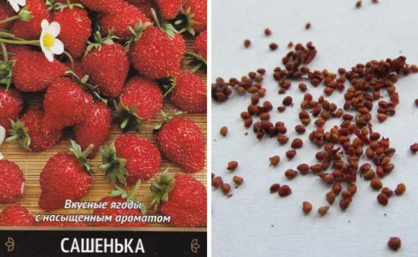 Клубника семена зим. Земляника мелкоплодная ксюша. Цветок клубники. Семена клубники мурано. Земляника московский деликатес f1 (нк).