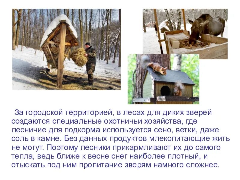Как люди помогают лесным обитателям старшая группа: найдено 89 картинок