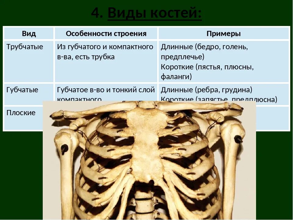 Трубчатые губчатые плоские кости таблица. Строение и виды костей. Форма костей таблица. Типы костей трубчатые.