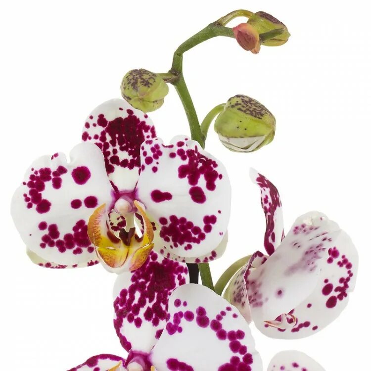 Орхидея купить в туле. Фаленопсис Леруа Мерлен. Тигровые орхидеи фаленопсис.