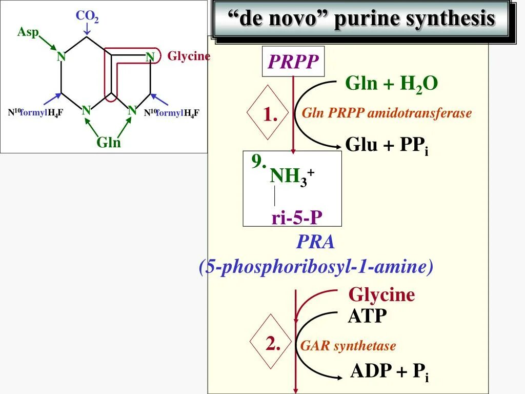 Gln. Синтез пуринов prpp. глн + co2 + = карбоамилфосыат + глу. purine synthesis enzymes. gln + co2 + 2atp + h2o → карбамоилфосфат + glu + 2adp + pi.