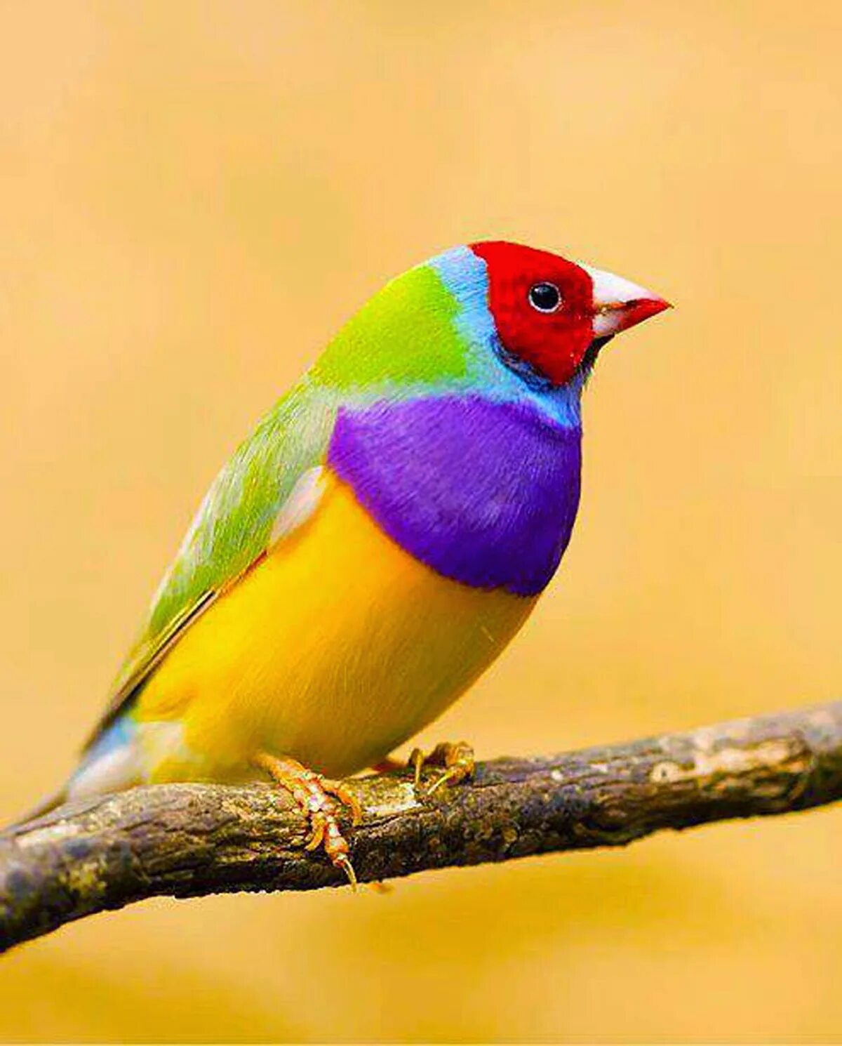 Fin h. Амадина гульда. gouldian finch птица. самка амадины гульда. гульдова амадина в австралии.