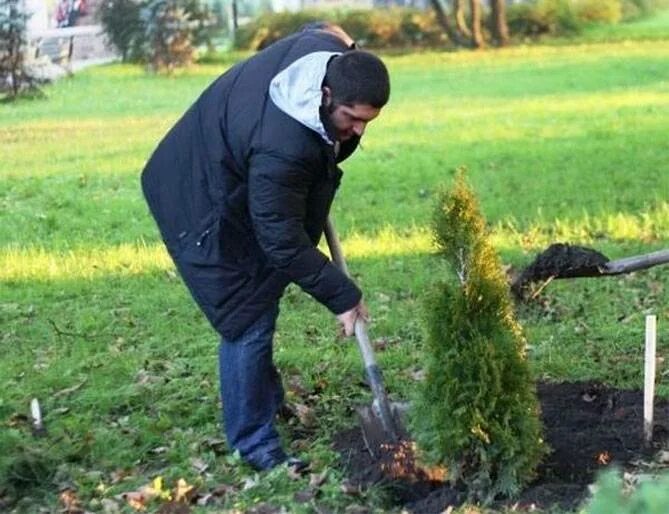 Полив туи. Посадка туи весной. Удобрение для туи. Подкормка тую?. Чем подкормить хвойные весной