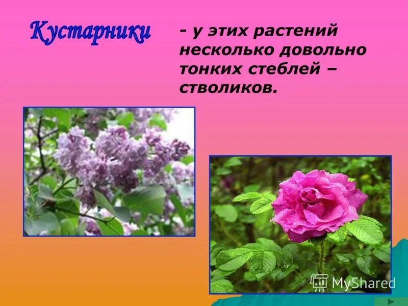 Несколько стволиков у каких растений. Несколько стволиков у каких растений