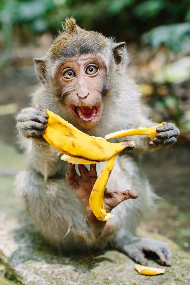 Monkey going