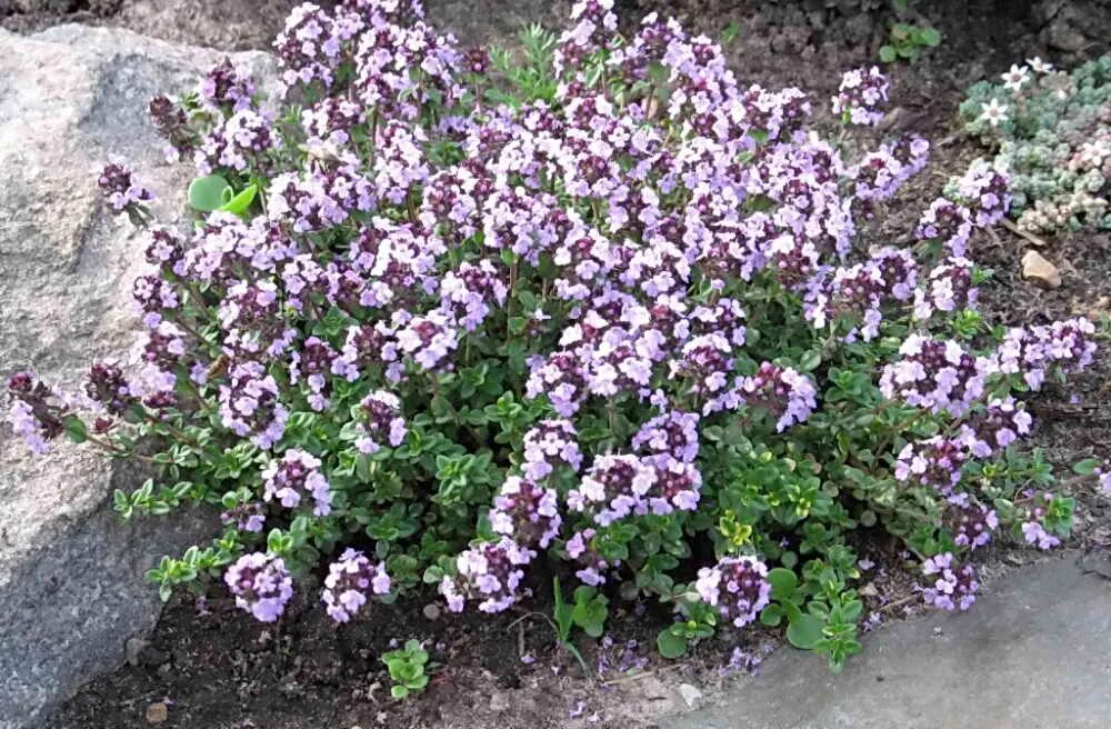 Тимьян ползучий донна валей. Тимьян в открытом грунте. Тимьян блошницевидный. Тимьян в открытом грунте. Тимьян ползучий лимоннопахнущий.