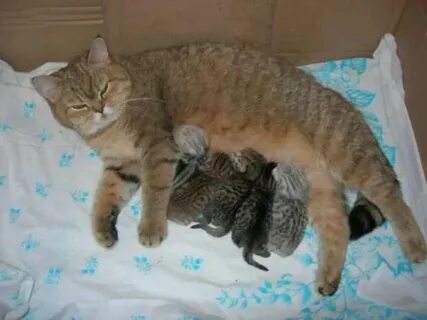 Со скольки месяцев котята