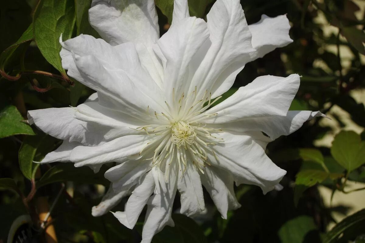 Krukodlad Klematis 'Mevrouw le Coultre' Clematis (Mme Coultre) Mevrouw le Coultr
